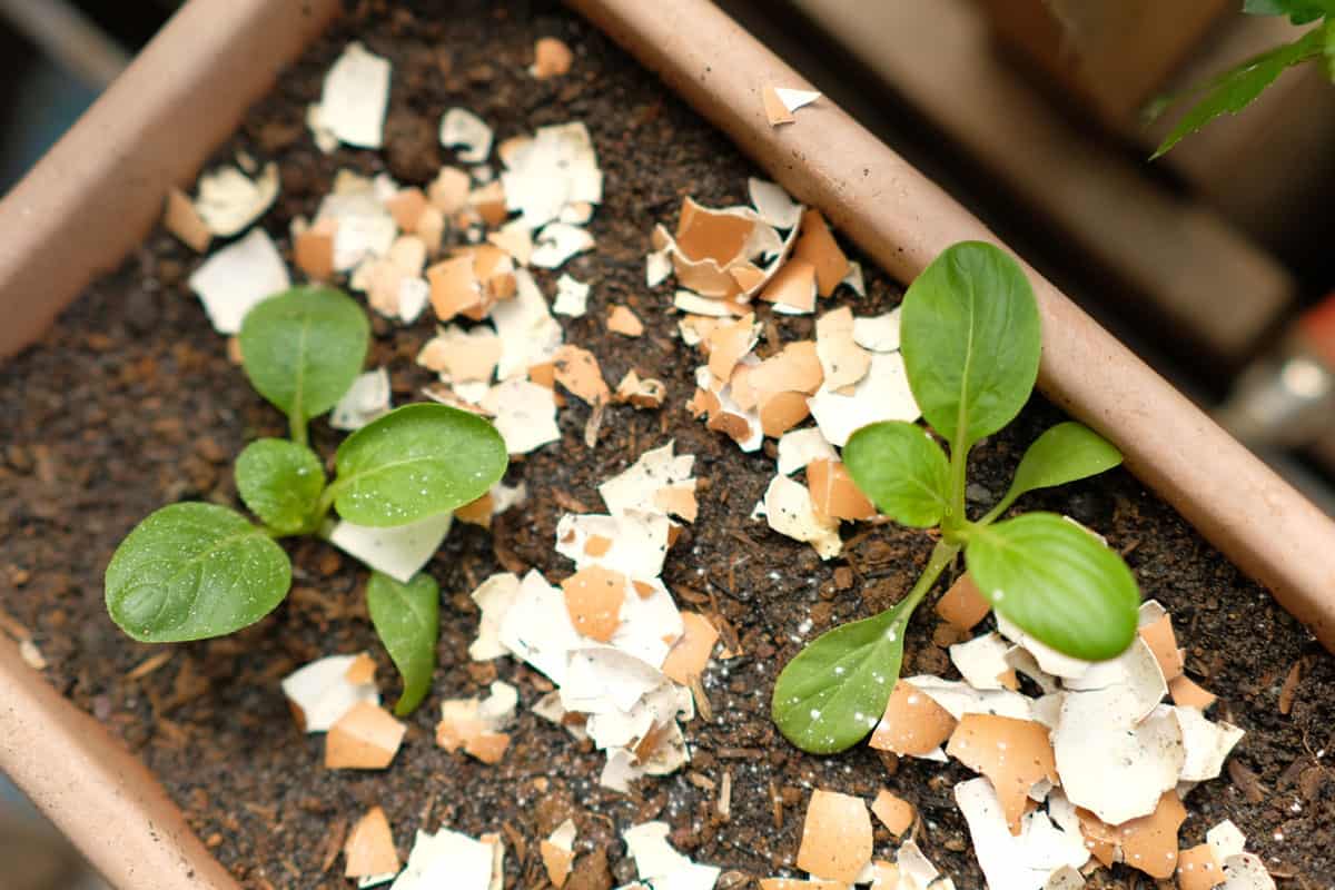 Baby vegetables in pots, the soil is sprinkled with eggshell crumbs as mulch