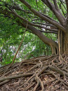 Banyan ficus tree with invasive roots, What To Plant Under A Ficus Tree