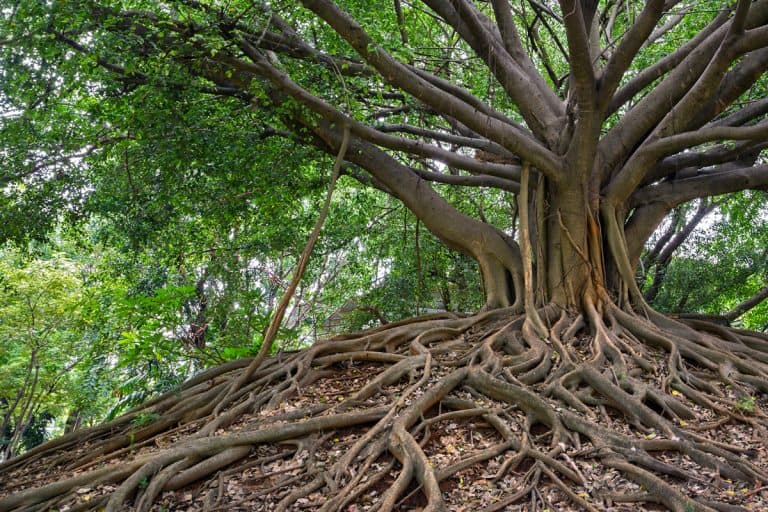 Banyan ficus tree with invasive roots, What To Plant Under A Ficus Tree