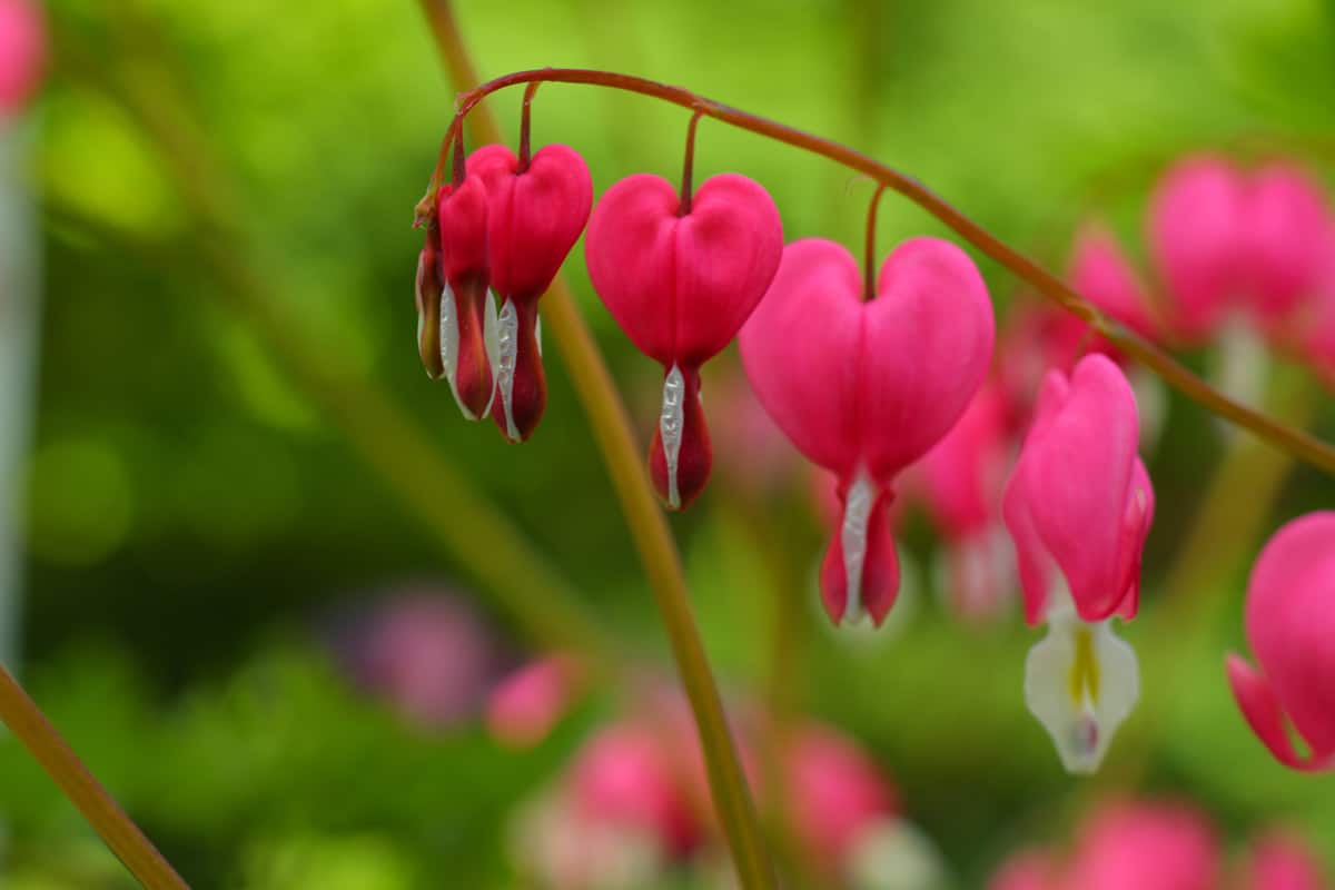 Beautiful Bleeding heart flowers photographed up close blooming in the garden