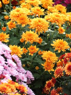 Beautiful flowers of chrysanthemums, When to Cut Back Mums After Blooming [And How to Do That]