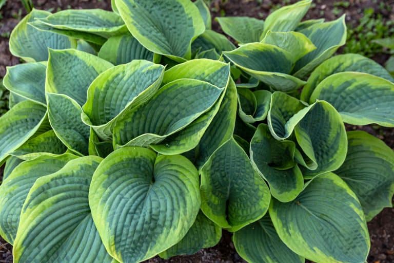 Beautiful green and healthy hostas in the garden, Can Hostas Be Transplanted? [Inc. In Fall, Winter, Spring, Or Summer]