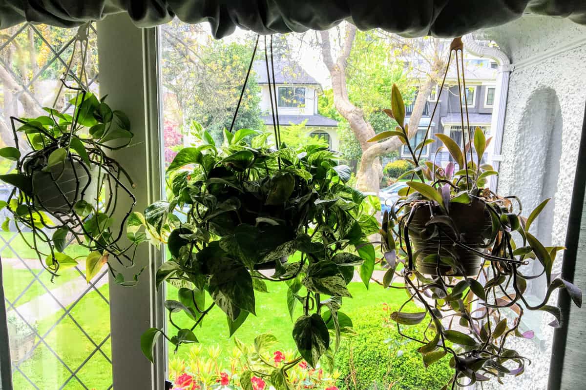 Beautiful hanging plants using the curtains rods