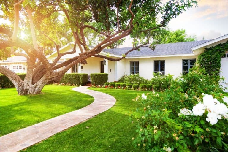 Beautiful white color single family home in Phoenix, Arizona USA with big green grass yard, large tree and roses. - How Far Should A Tree Be From A House?