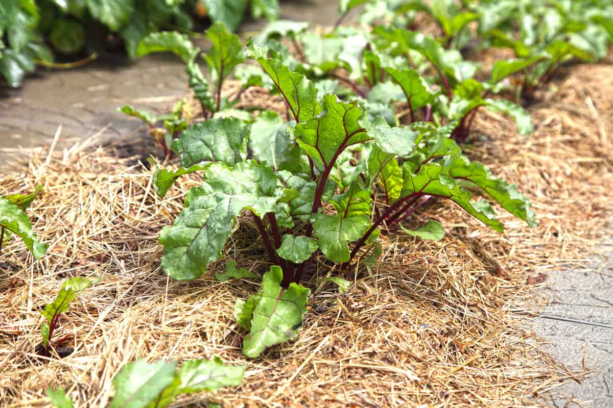 Beets grow in the garden under mulch from dry grass