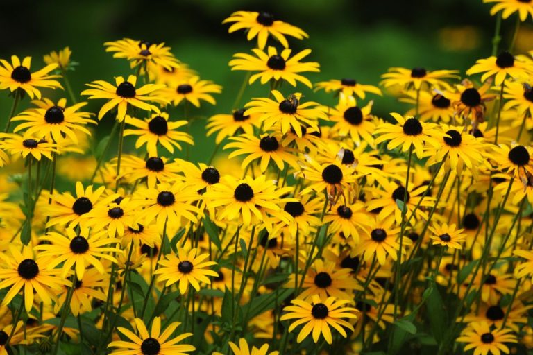 Black Eyed Susan - Flower, 15 Best Fertilizers For Black Eyed Susans [When And How To Apply]