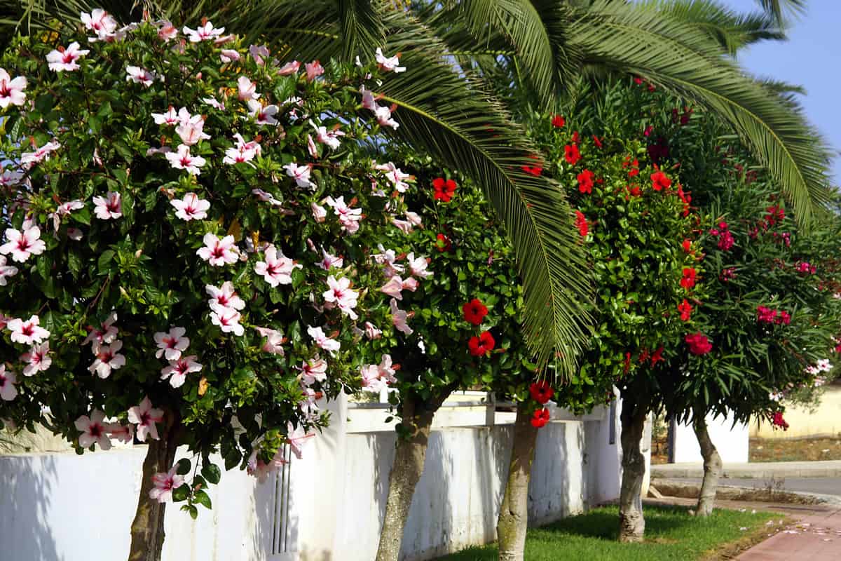 Hibiscus and palms