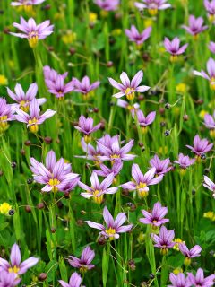 Blue-eyed grass on the field, 19 Weeds That Look Like Grass [And How To Get Rid Of Them]