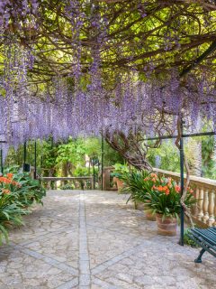 Blue rain in the gardens of Alfabia at the foot of the Tramuntana mountains between Bunyola and Sollér, Does Wisteria Have Invasive Roots? [And How To Control Them]
