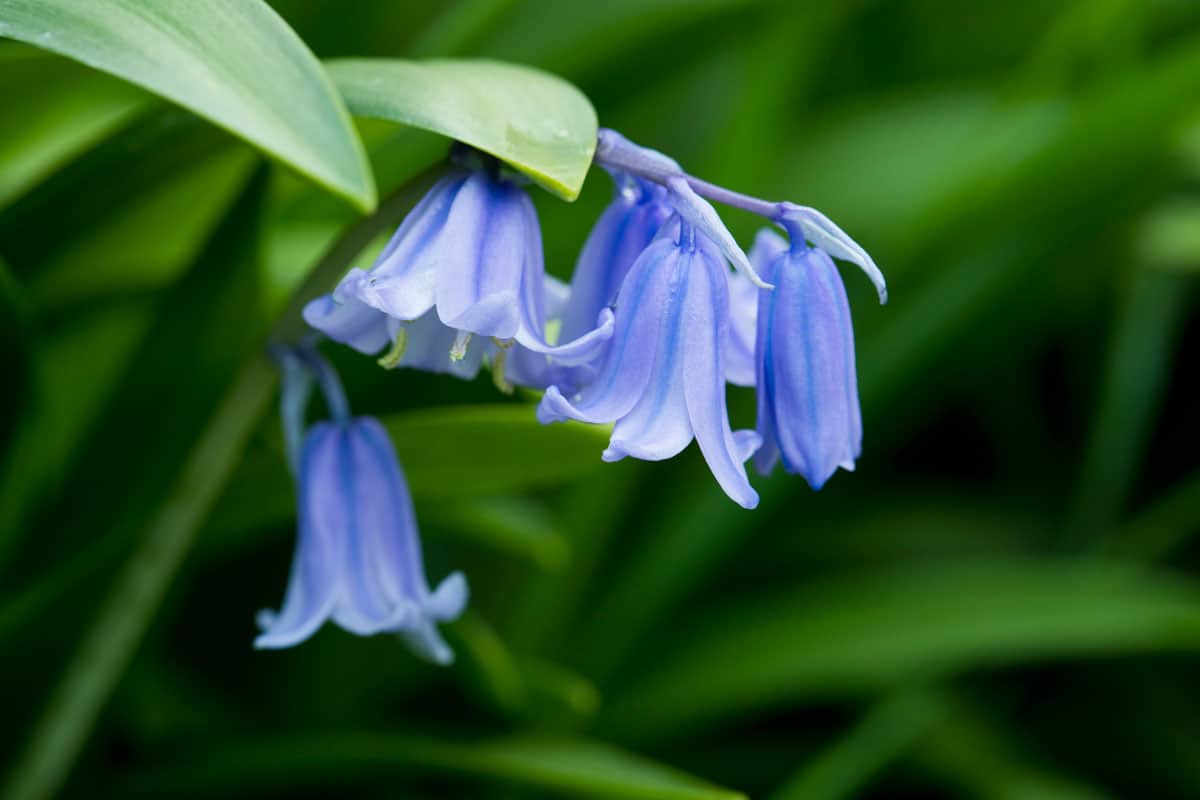 Bluebells (Spanish Bluebells - Hyacinthoides hispanica) in flower in spring in a garden