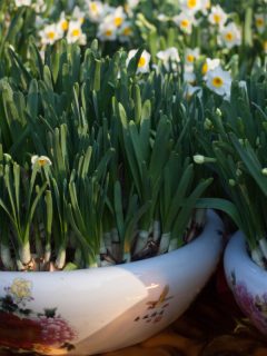 A bunch-flowered narcissus in the pot, How To Overwinter Paperwhites