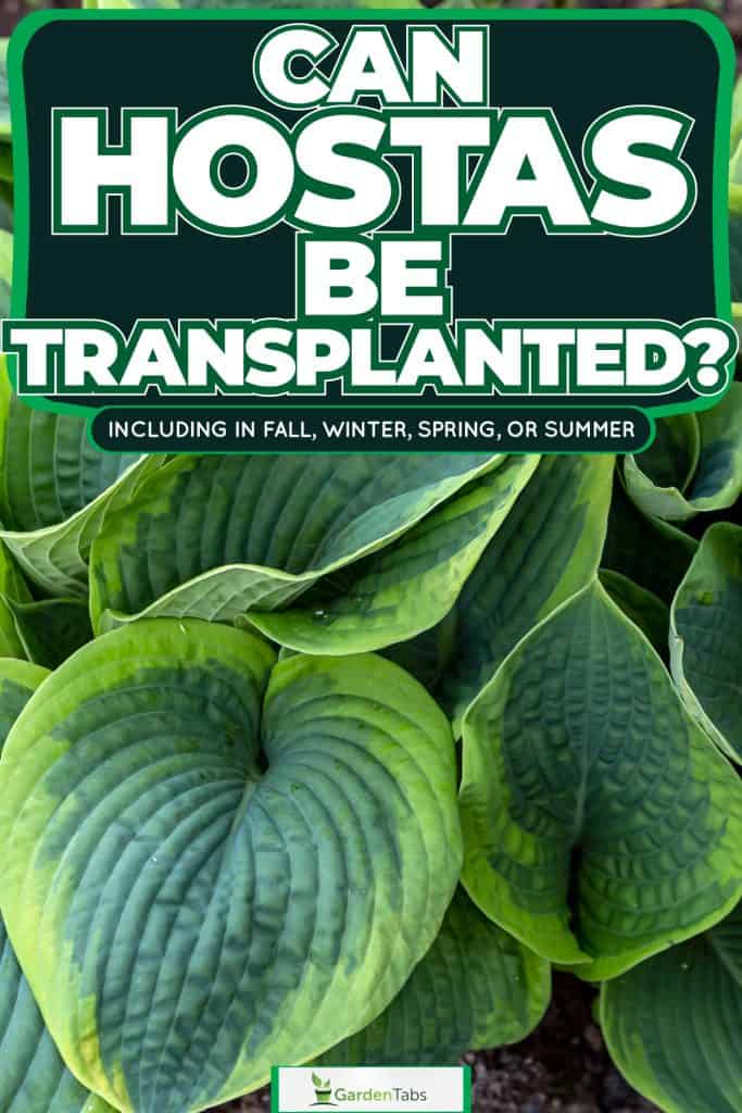 Beautiful green and healthy hostas in the garden, Can Hostas Be Transplanted? [Inc. In Fall, Winter, Spring, Or Summer]