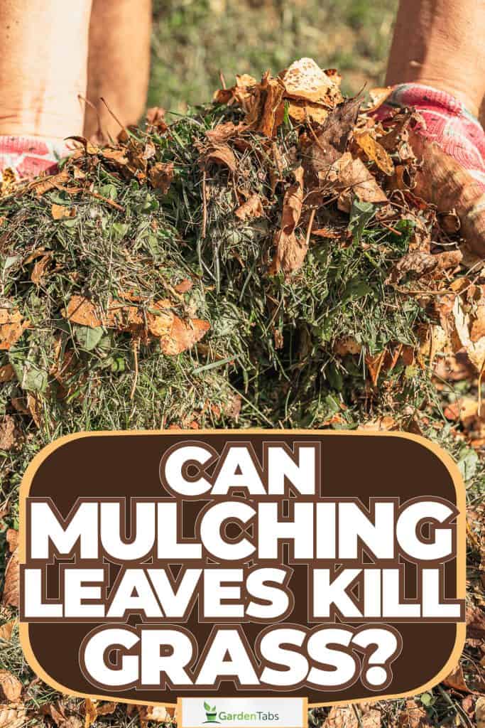 Scooping a handful of shredded mulch in a box planter, Can Mulching Leaves Kill Grass?