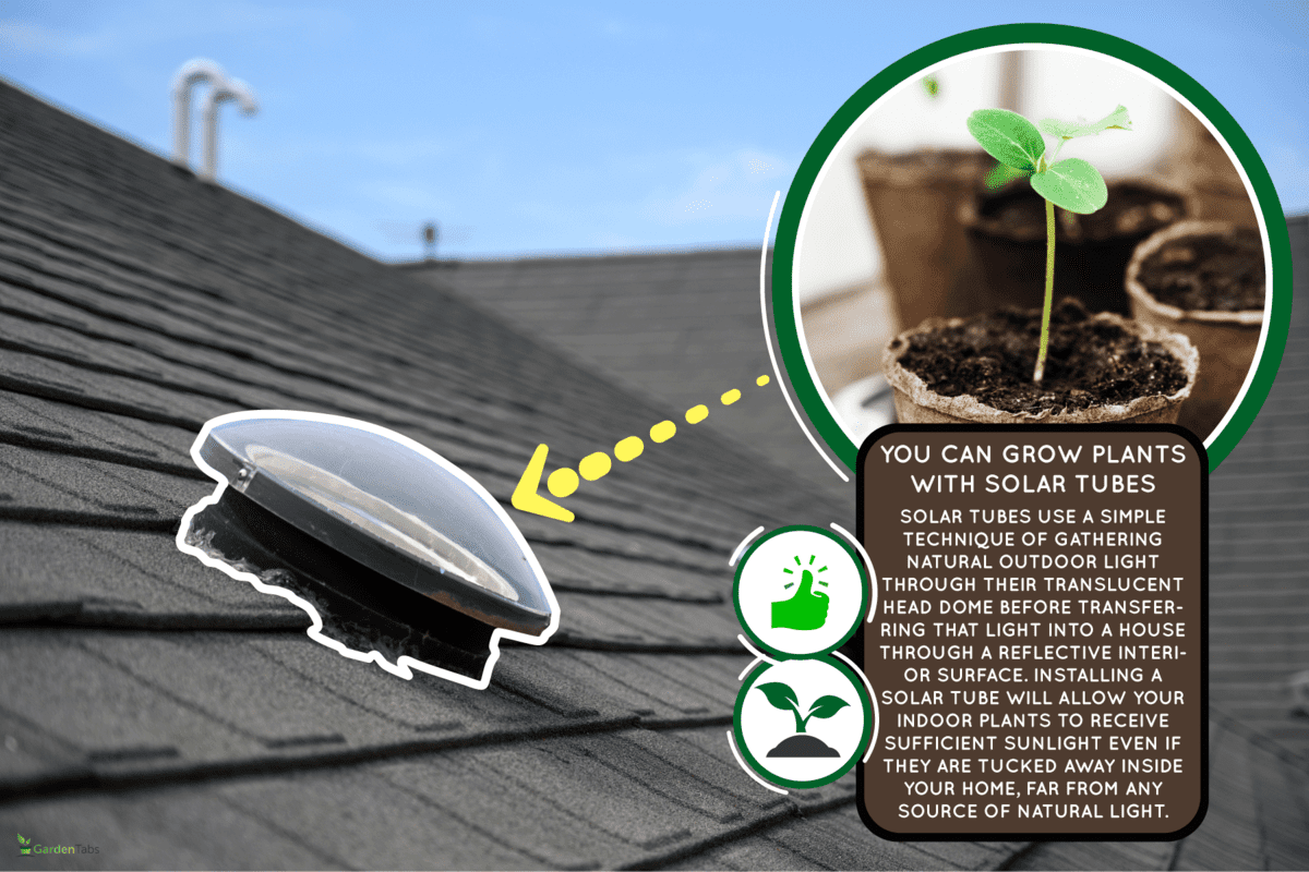 Solar tubes used for natural light of a house, Can You Grow Plants With Solar Tubes?