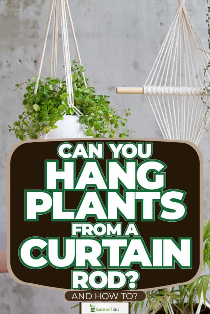Hanging plants inside the living room using the curtain rod, Can You Hang Plants From A Curtain Rod? [And How To]