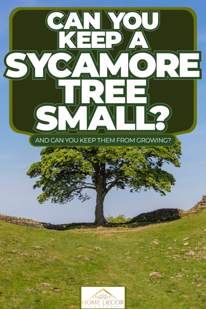 A tall Sycamore tree sandwiched between hills, Can You Keep A Sycamore Tree Small? [And Can You Keep Them From Growing?]