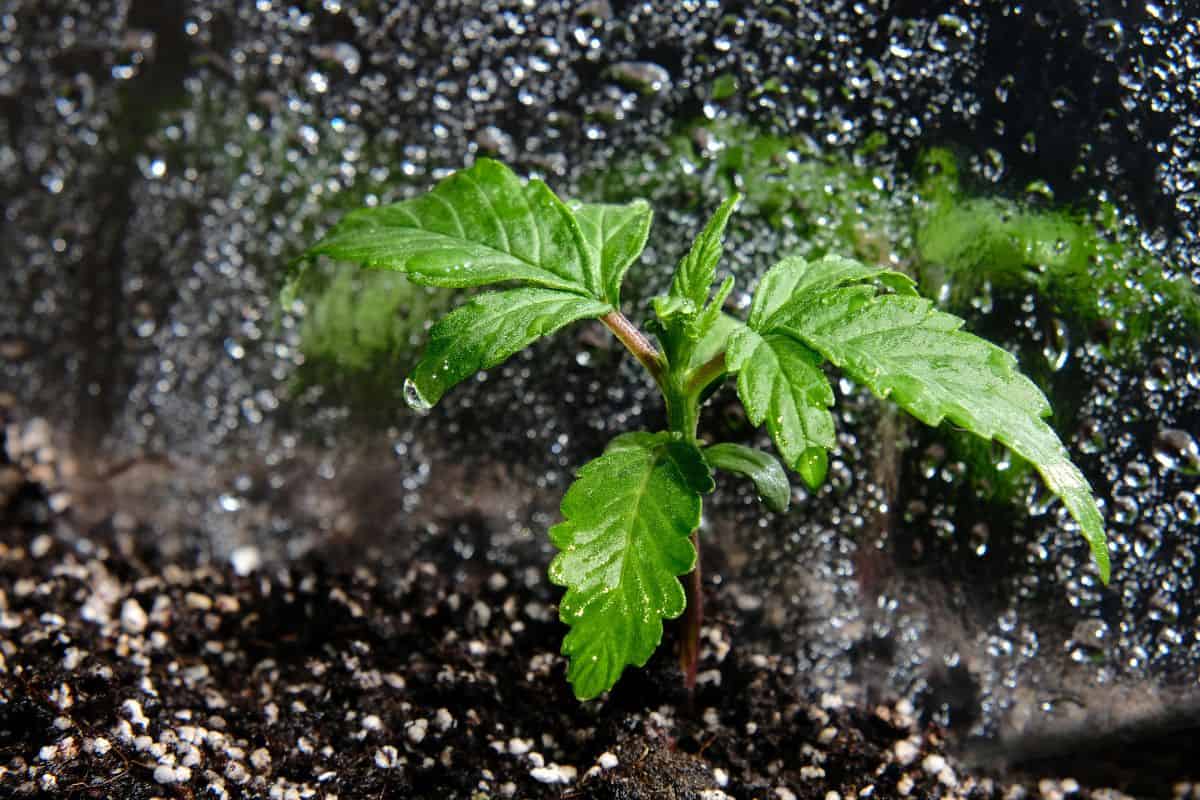 Cannabis seedling in a grow box, macro view. Small marijuana plant in a grow box with coconut soil, top view, flat lay. Micro growing concept. Watering hemp.