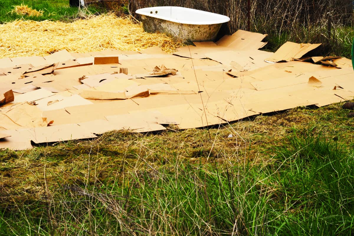 Cardboard and straw being used for sheet mulching
