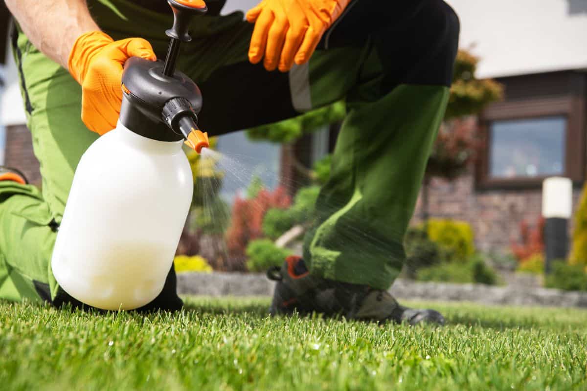 Caucasian Men Fighting Grass Lawn Weeds by Spraying Chemicals. Essentials collection Available with your subscription S M L XL XXL 2125 x 1416 px (18.01 x 12.00 in.) - 118 dpi - RGB Download this image Includes our standard license. Add an extended license. Credit:welcomia Stock photo ID:1321305555 Upload date:June 07, 2021 Categories:Stock Photos | Crop Sprayer