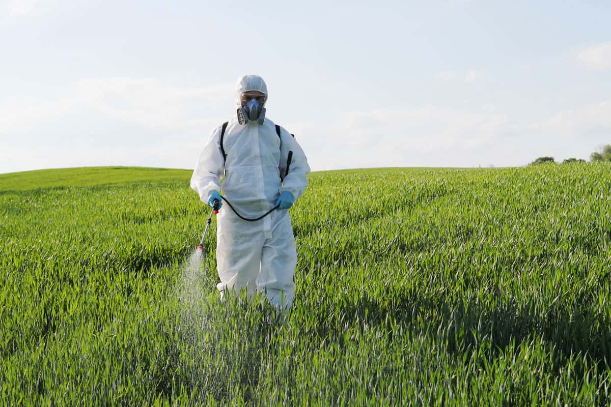 Caucasian male farmer in white protective costume, mask and goggles walking the green field and spraying pesticides with pulver
