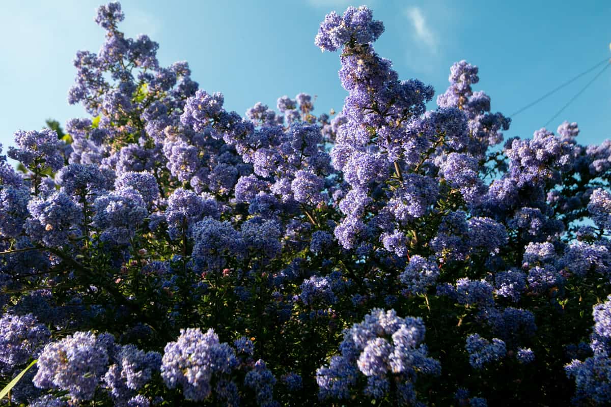 Ceanothus or California Lilac in Eynsford, England