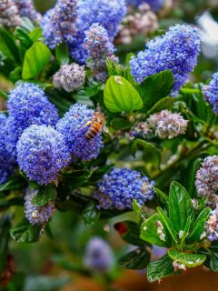 Blue Blossom (Ceanothus thyrsiflorus), an evergreen shrub in bloom in city park in sunny day, California, My California Lilac Has Brown Leaves - Is It Dying? Can It Be Revived?
