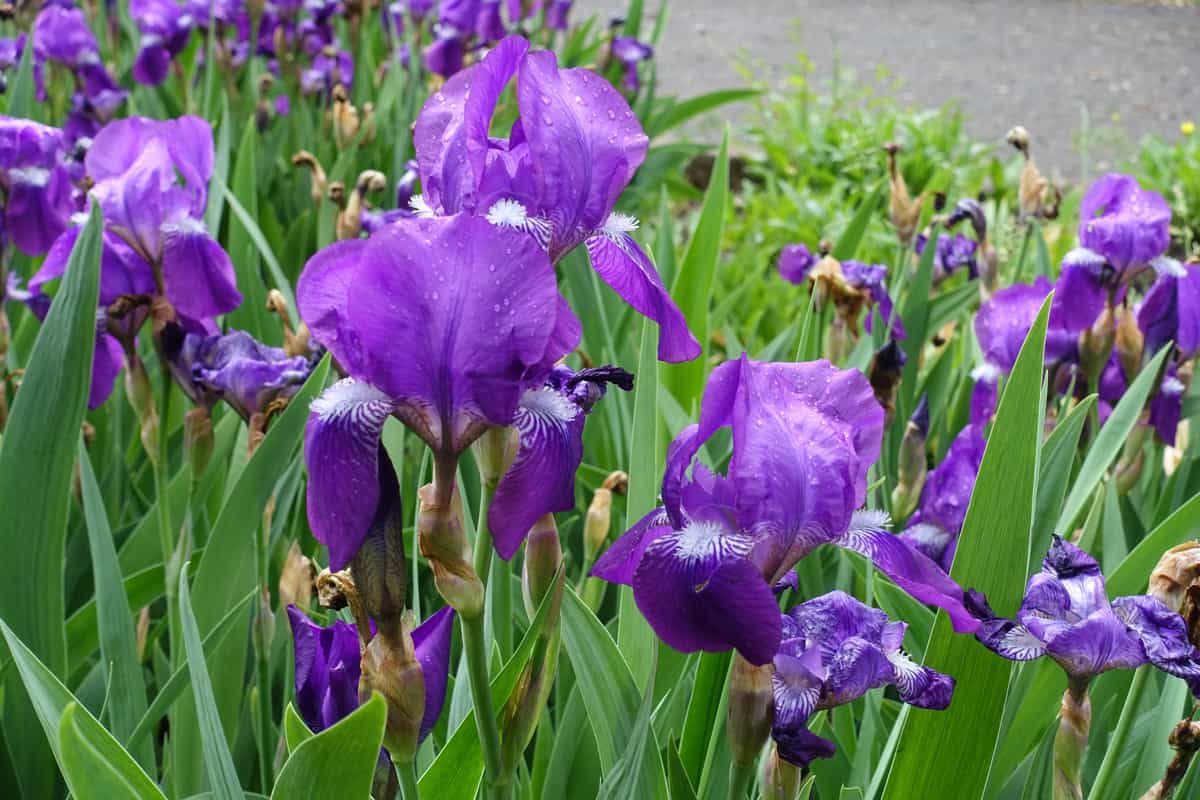 Close view of purple flowers of Iris germanica with rain drops in May