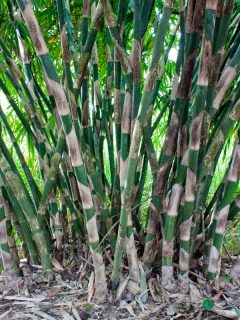 Clump of bamboo tree, Does Clumping Bamboo Have Invasive Roots?