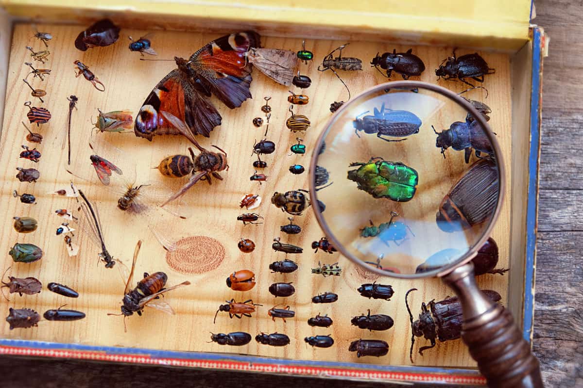Collecting insects on pins and magnifying glass. Amateur or homemade insect entomologist collection