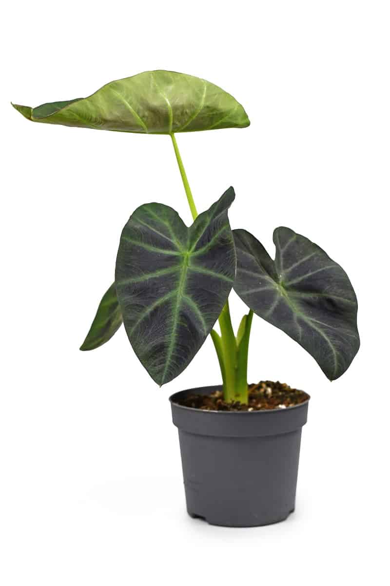 Colocasia - Tropical 'Colocasia Esculenta Aloha' garden- or houseplant