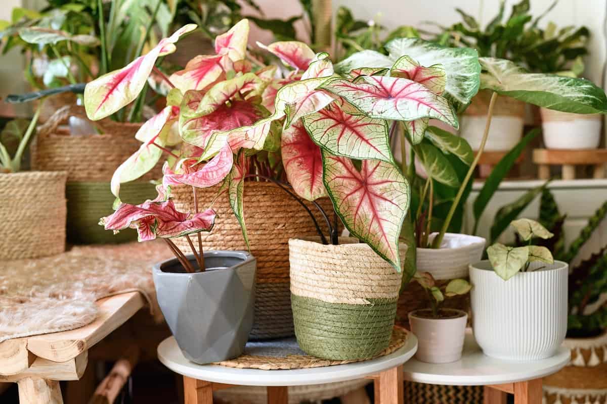 Colorful exotic Caladium plants in flower pots inside urban jungle living room