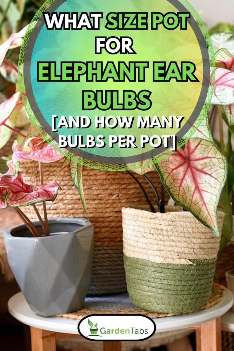 Colorful exotic Caladium plants in flower pots inside urban jungle living room, What Size Pot For Elephant Ear Bulbs [And How Many Bulbs Per Pot]?