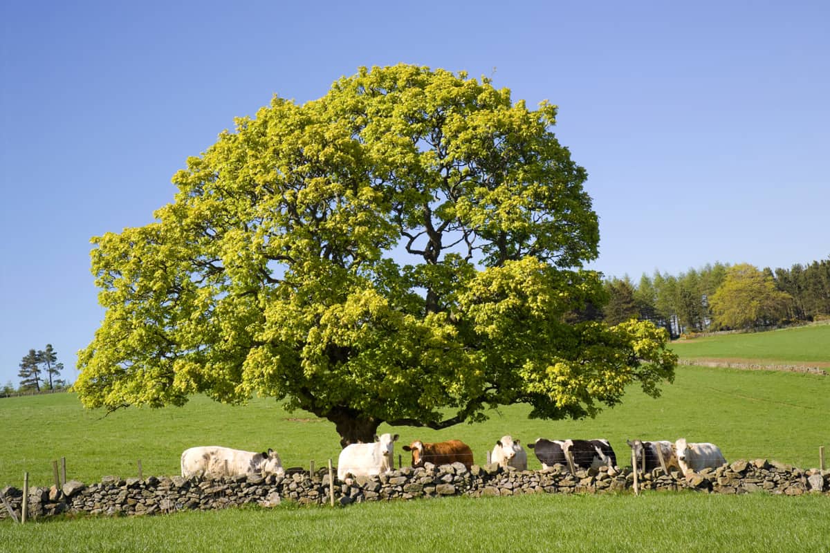 Cows gathering underneath a Sycamore tree