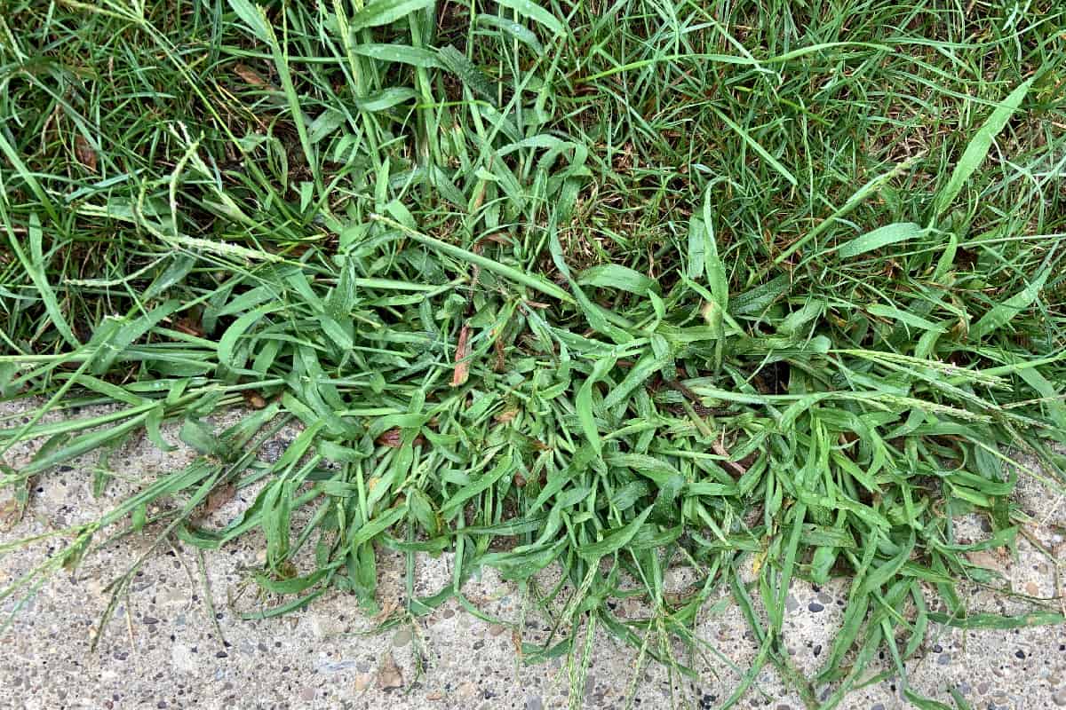 Crabgrass weeds creeping on sidewalk