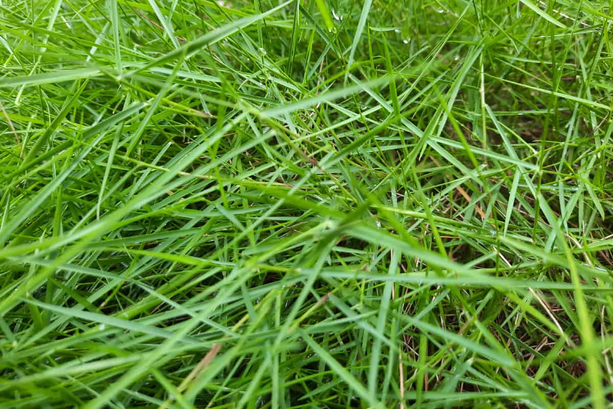 Creeping bent grass