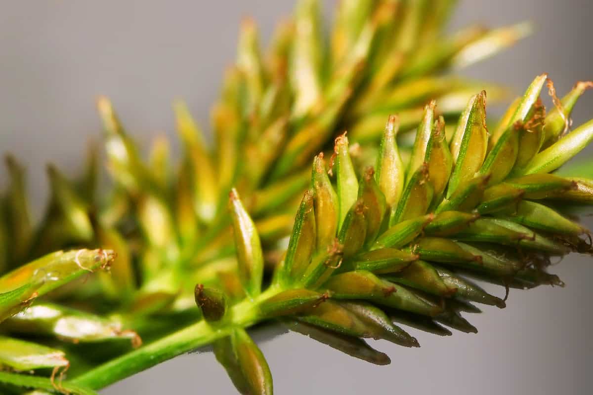 Cyperus retrorsus