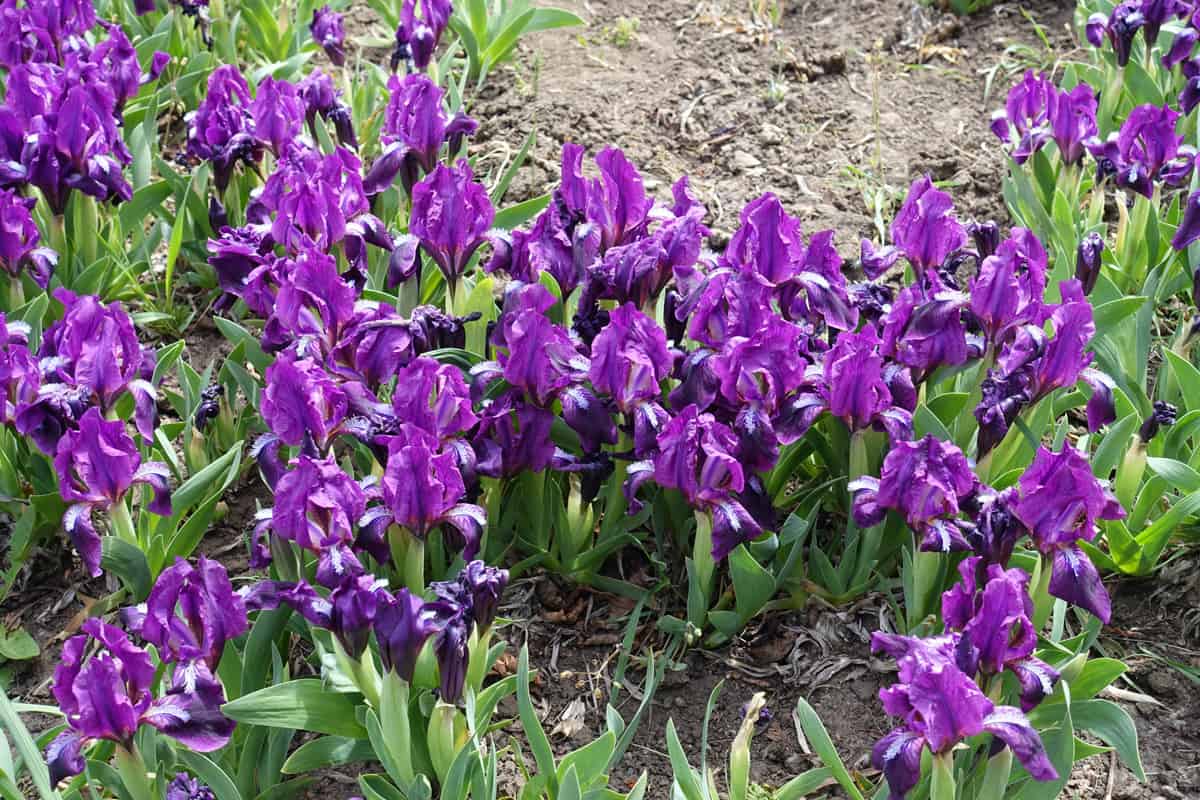 Dense cluster of purple flowers of dwarf irises in April