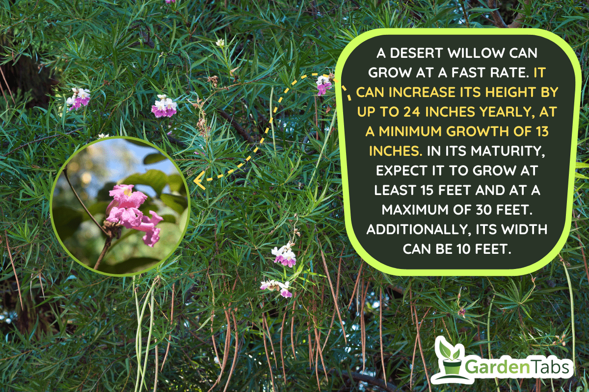Desert willow (Chilopsis linearis). - How Fast Do Desert Willows Grow And [How Tall And Wide Do They Get]?