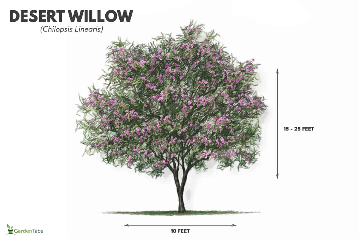 Desert willow growth size