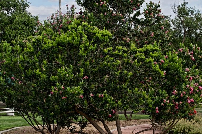 Desert willow trees in bloom, How To Bonsai A Desert Willow [And How To Care For It]