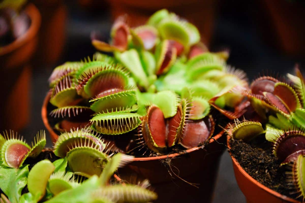 Dionaea muscipula blooming in a pot at home.