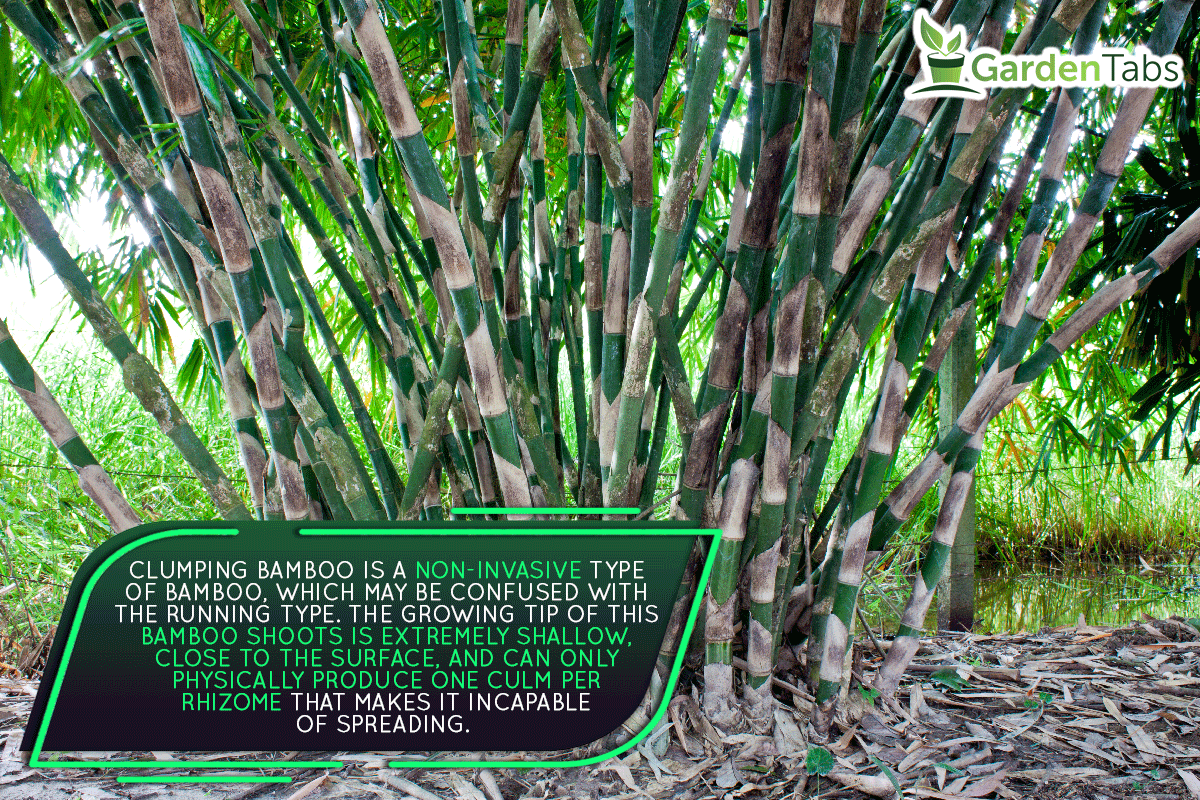 A clump of bamboo tree, Does Clumping Bamboo Have Invasive Roots?