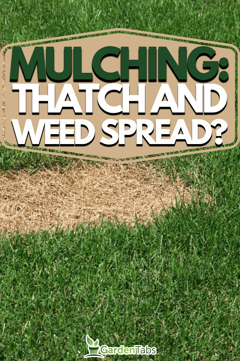 Does Mulching Cause Thatch And Spread Weeds?