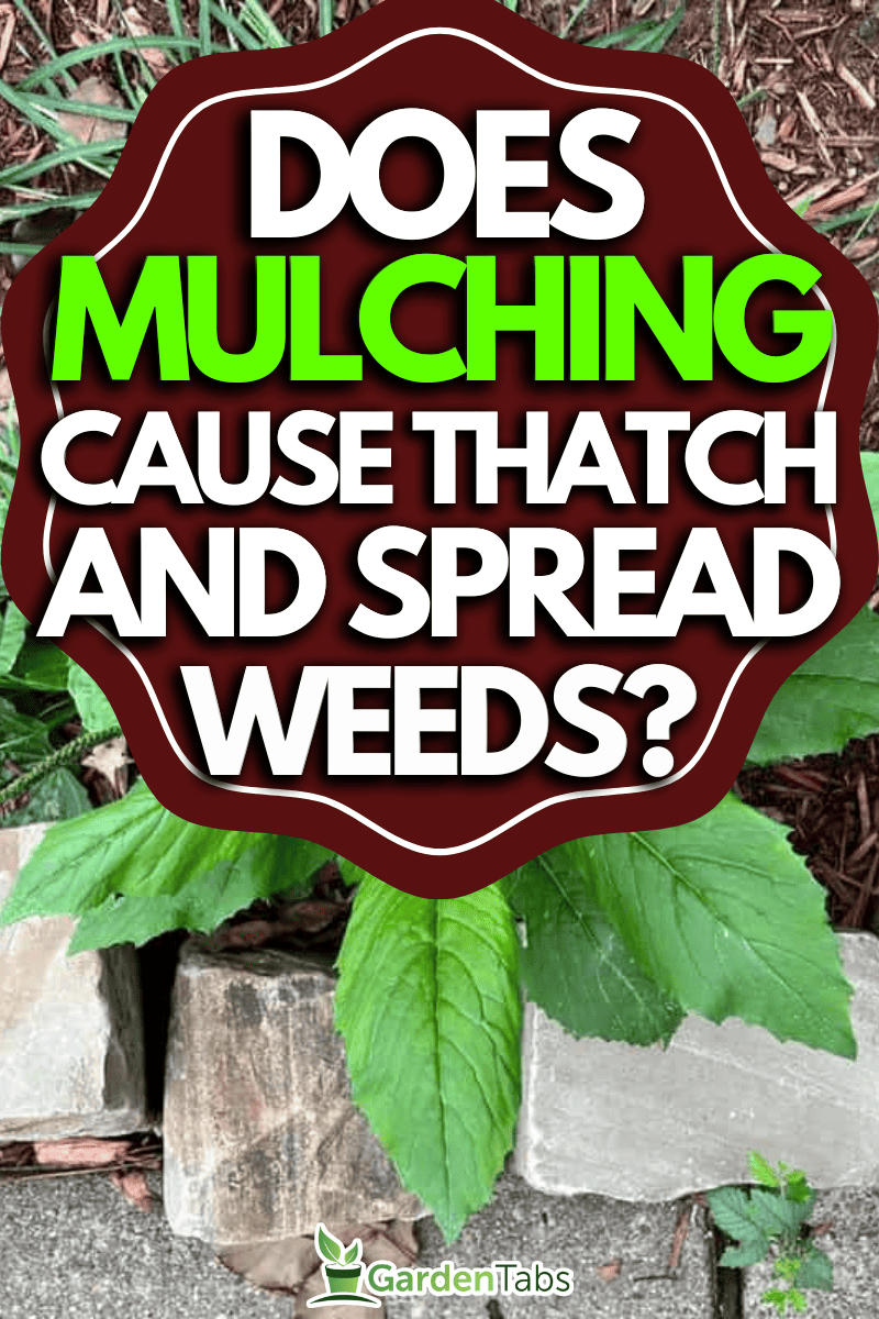 Does Mulching Cause Thatch And Spread Weeds?