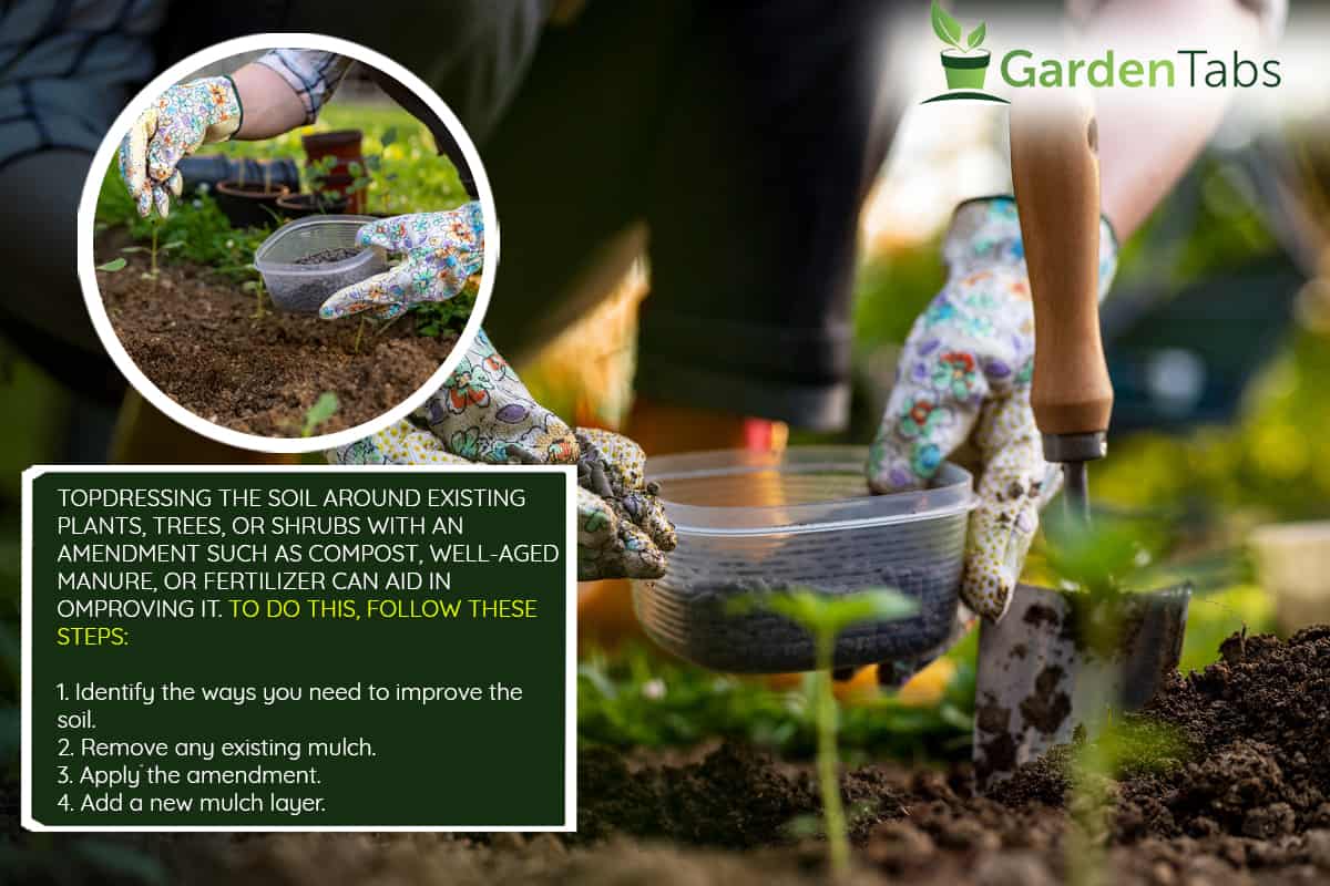 Eco friendly gardening. Woman preparing soil for planting, fertilizing, How To Amend Soil Around Existing Plants, Trees?