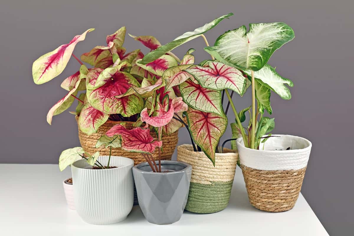 Elephant Ears In Pots In Winter - Colorful exotic Caladium plants in flower pots on white table