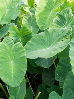 Big green leafy albino like elephant's ear. Shoots or heads can be processed into food. Taro.Giant Taro, Alocasia Indica Green bushes, biennial plants, water weeds that occur in the tropics. - Are Elephant Ears Invasive? [And Where To Grow Them]