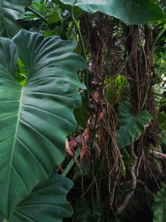 A elephant ears plants in the garden, Are Elephant Ears Annuals Or Perennials?