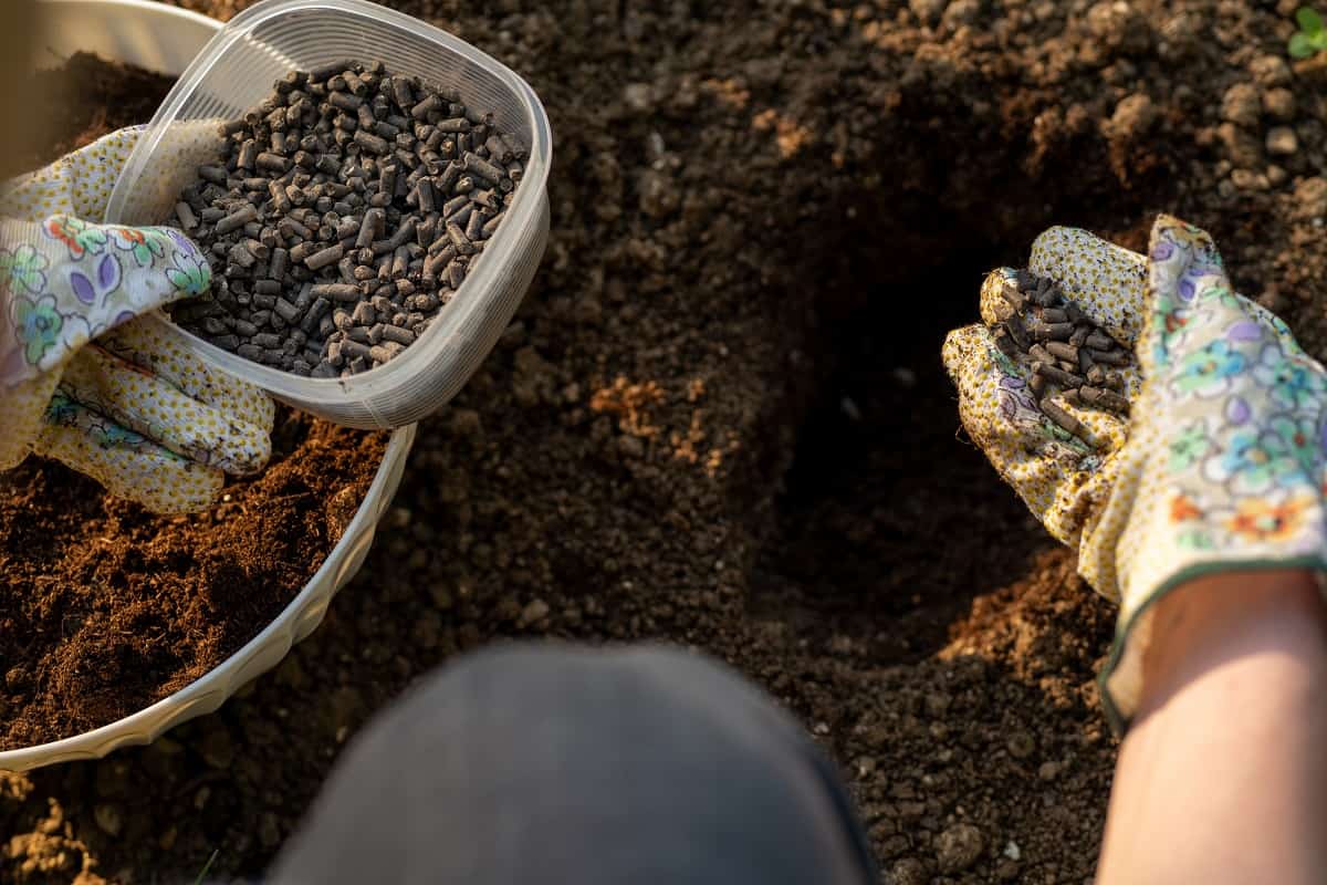 Enriches The Soil With More Nutrients - Eco friendly gardening. Woman preparing soil for planting, fertilizing with compressed chicken manure pellets.