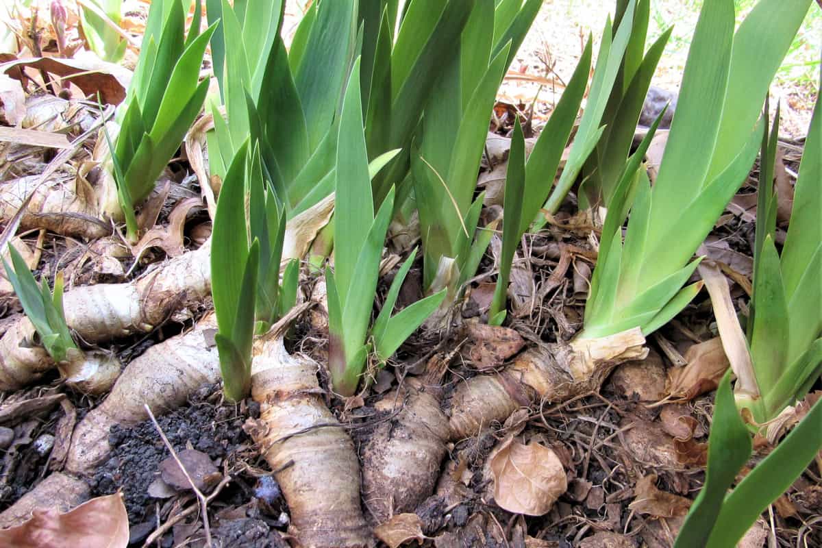 Exposed Iris Rhizomes or Roots